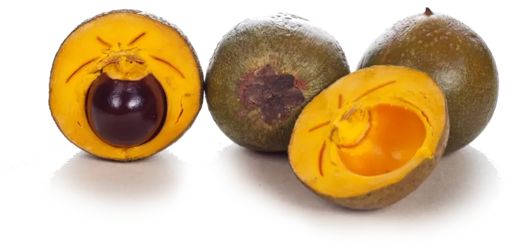 6 linea 2 lucuma